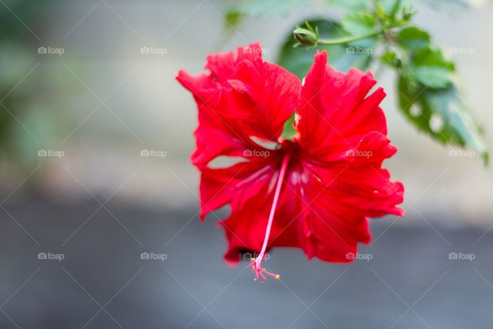 Red Hibiscus 