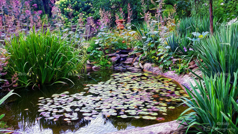 Lily pond water garden. Gorgeous water garden filled with colorful water lilies and tall grasses