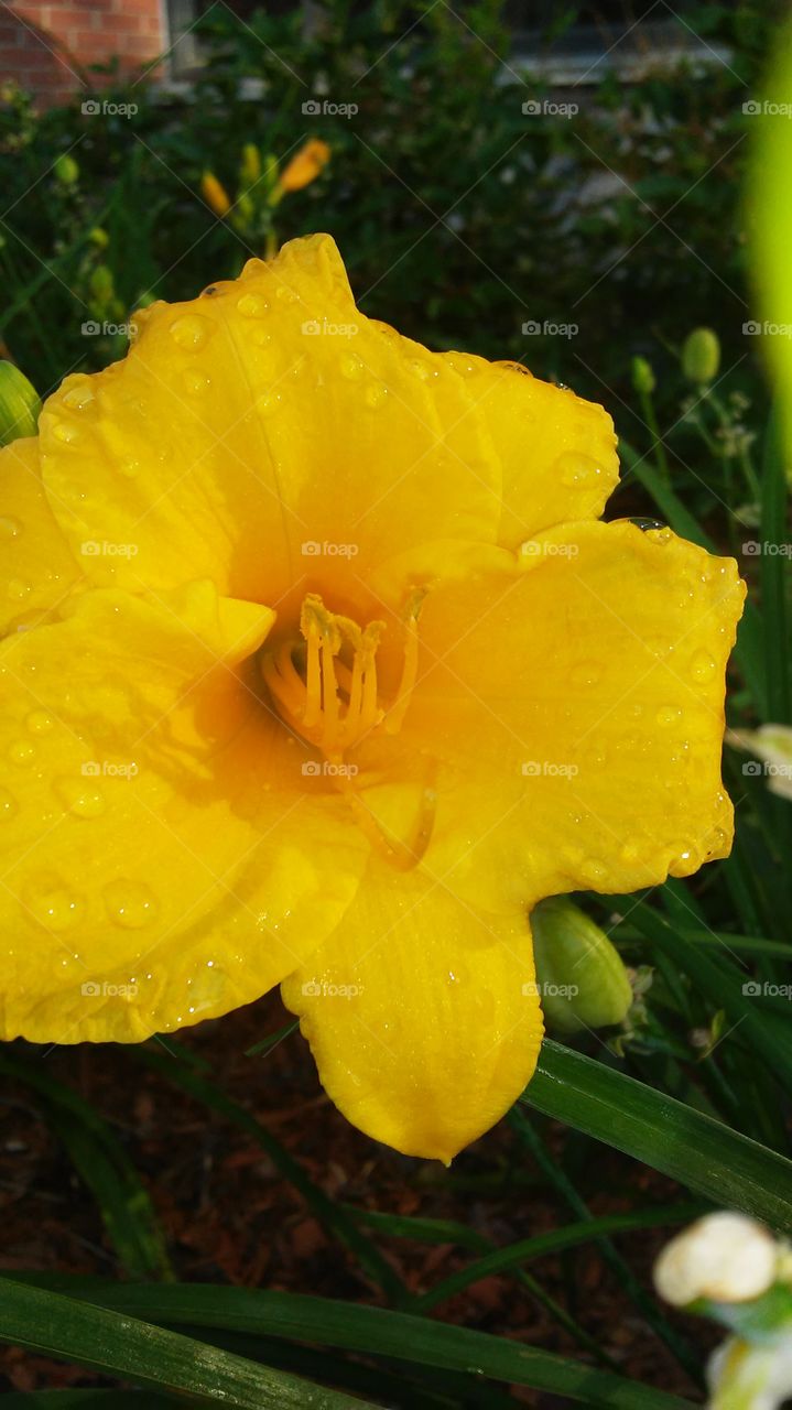 No Person, Nature, Flower, Leaf, Flora