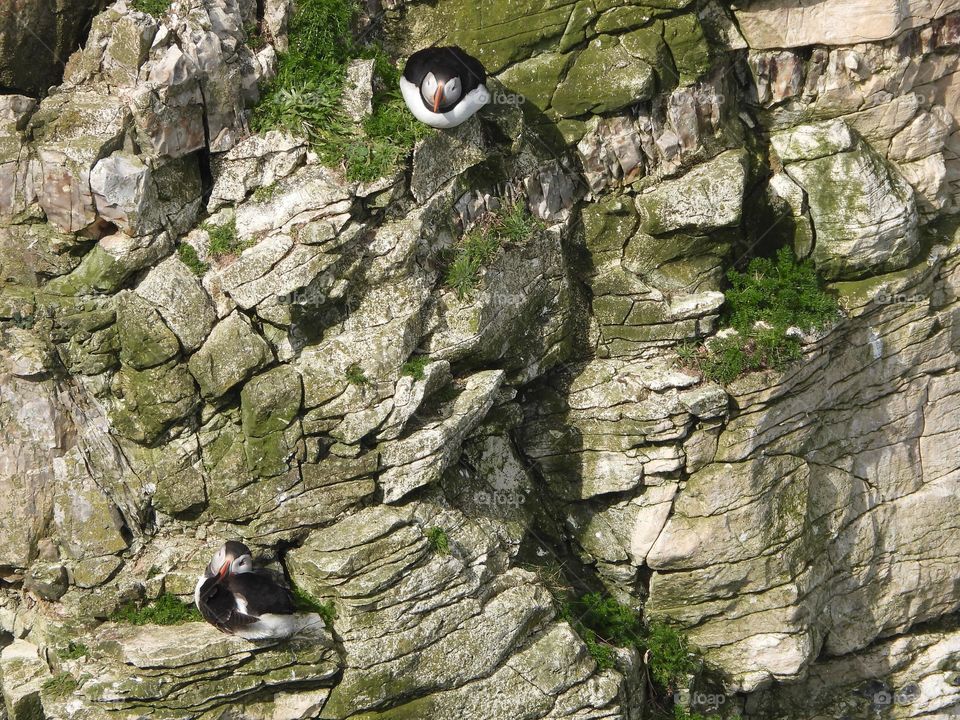 A puffin on a cliff