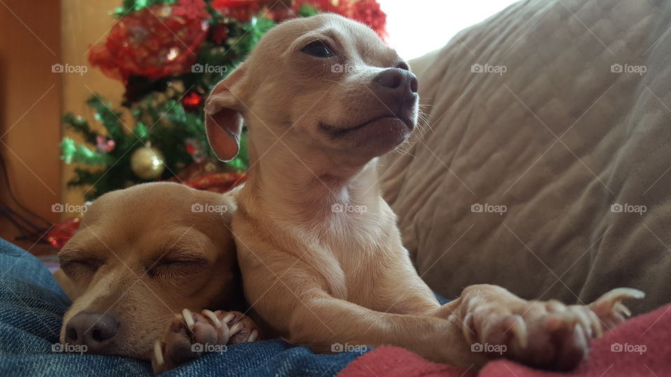 Chihuahua Christmas