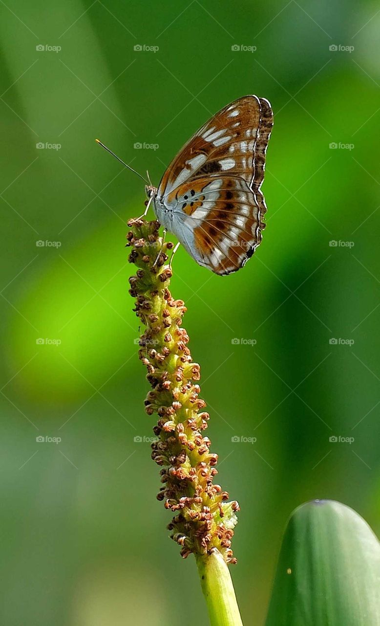 Honshu white admiral