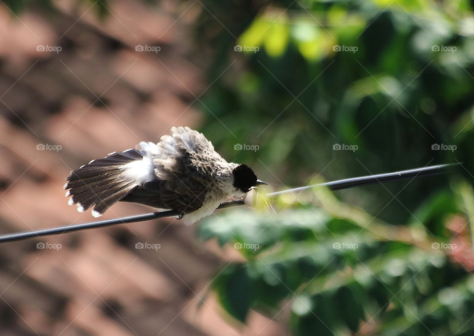 Sooty headed bulbul . Solitary warning expression of this common bird at the cable of hometown . One residential bird category for colony too .