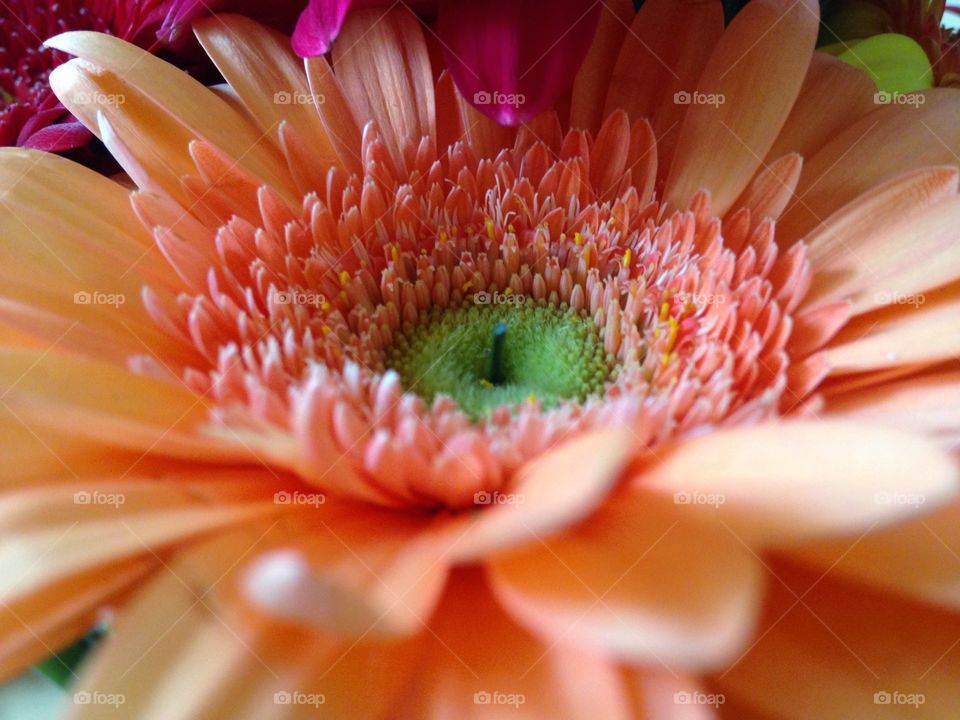 Gerbera flower