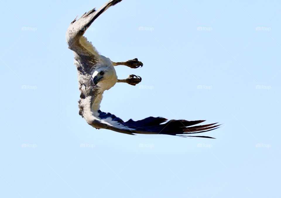 Sea Eagle diving