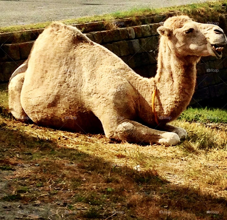 camel resting on a street in Treguier, France