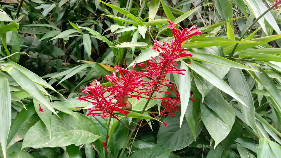 FLORES VERMELHAS VEGETAÇÃO