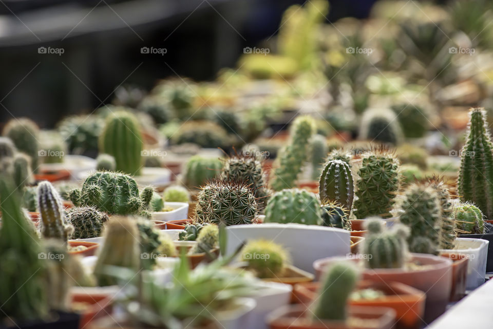 Many Small Cactus For decorative plant on table.