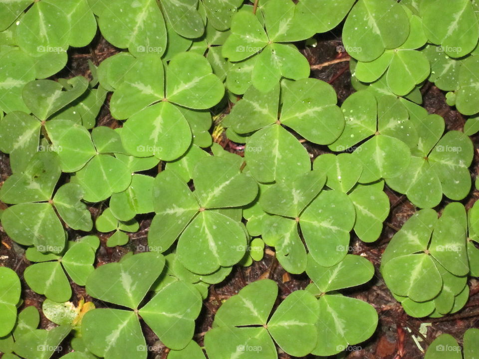 three  leaf clover