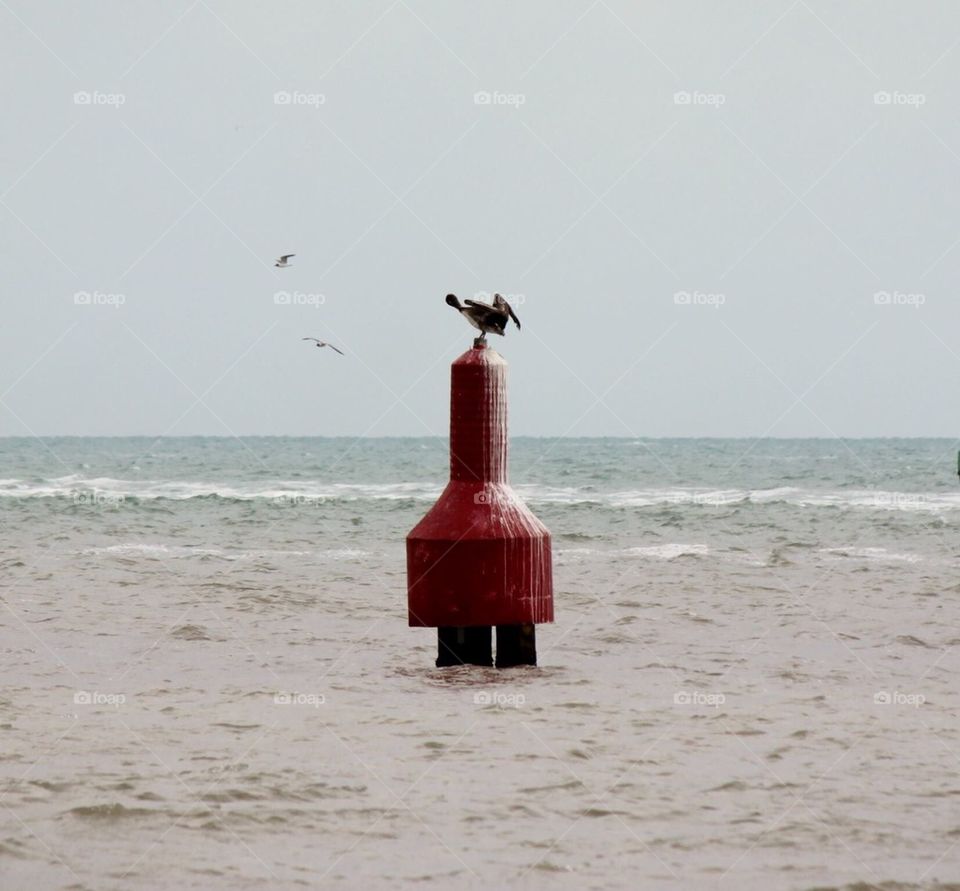 Pelican at Rest