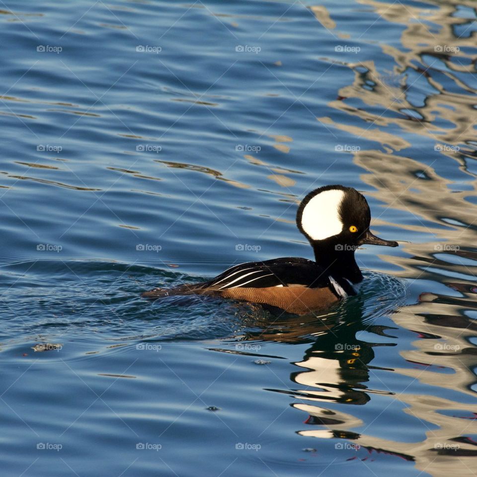 Male Hooded Merganser 