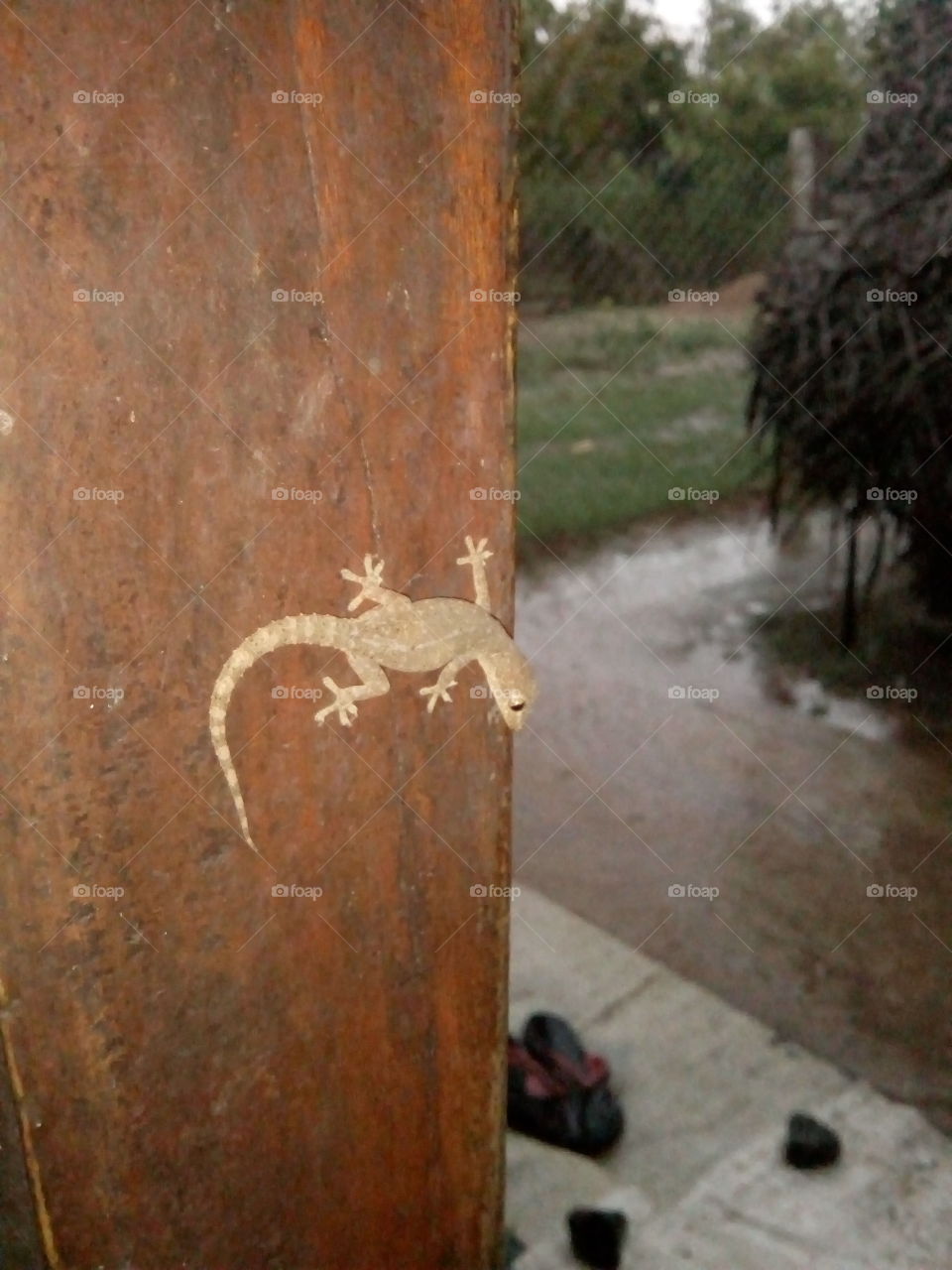 lizard in rainie