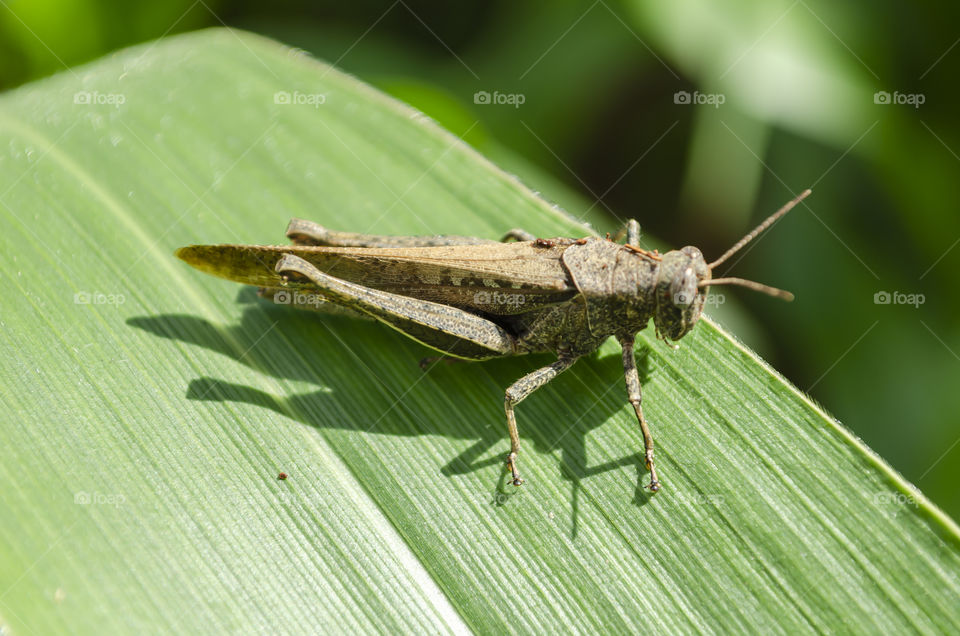 Refous Grasshopper On Corn Leaf