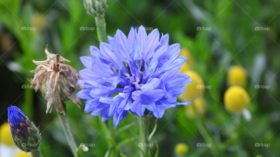 Auch blaue Blumen sind dabei,im Hintergrund paar Kamillenblumen