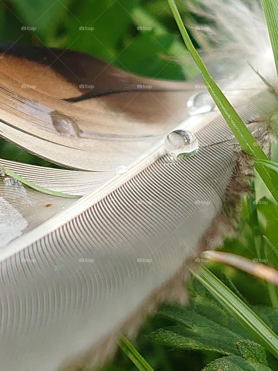 Feather with raindrops