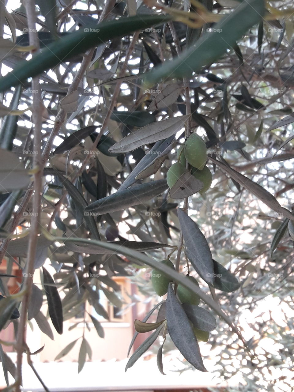 olivie tree leag