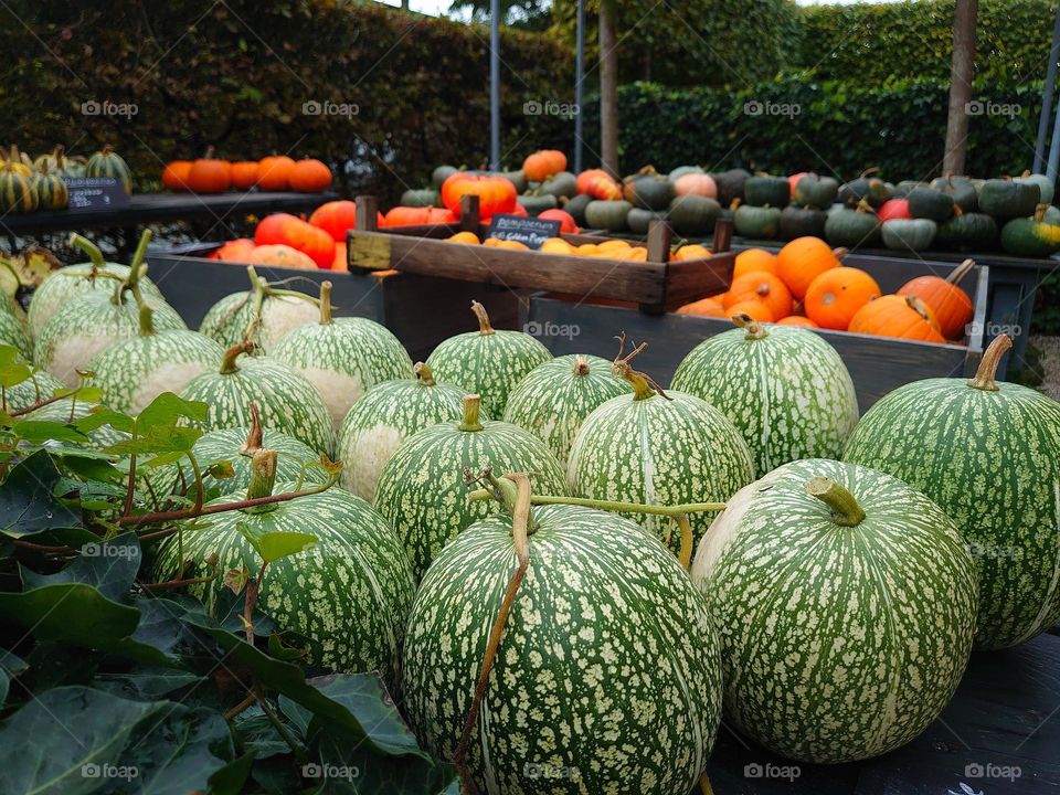 Pumpkin garden