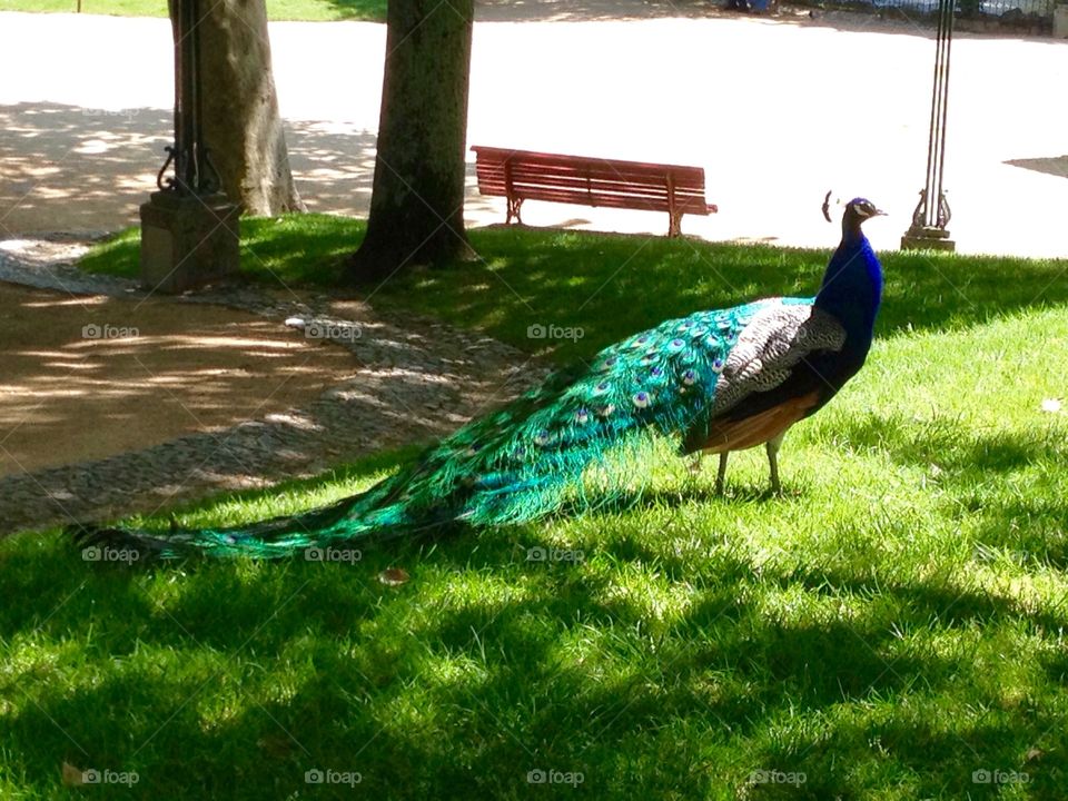 Peacock 