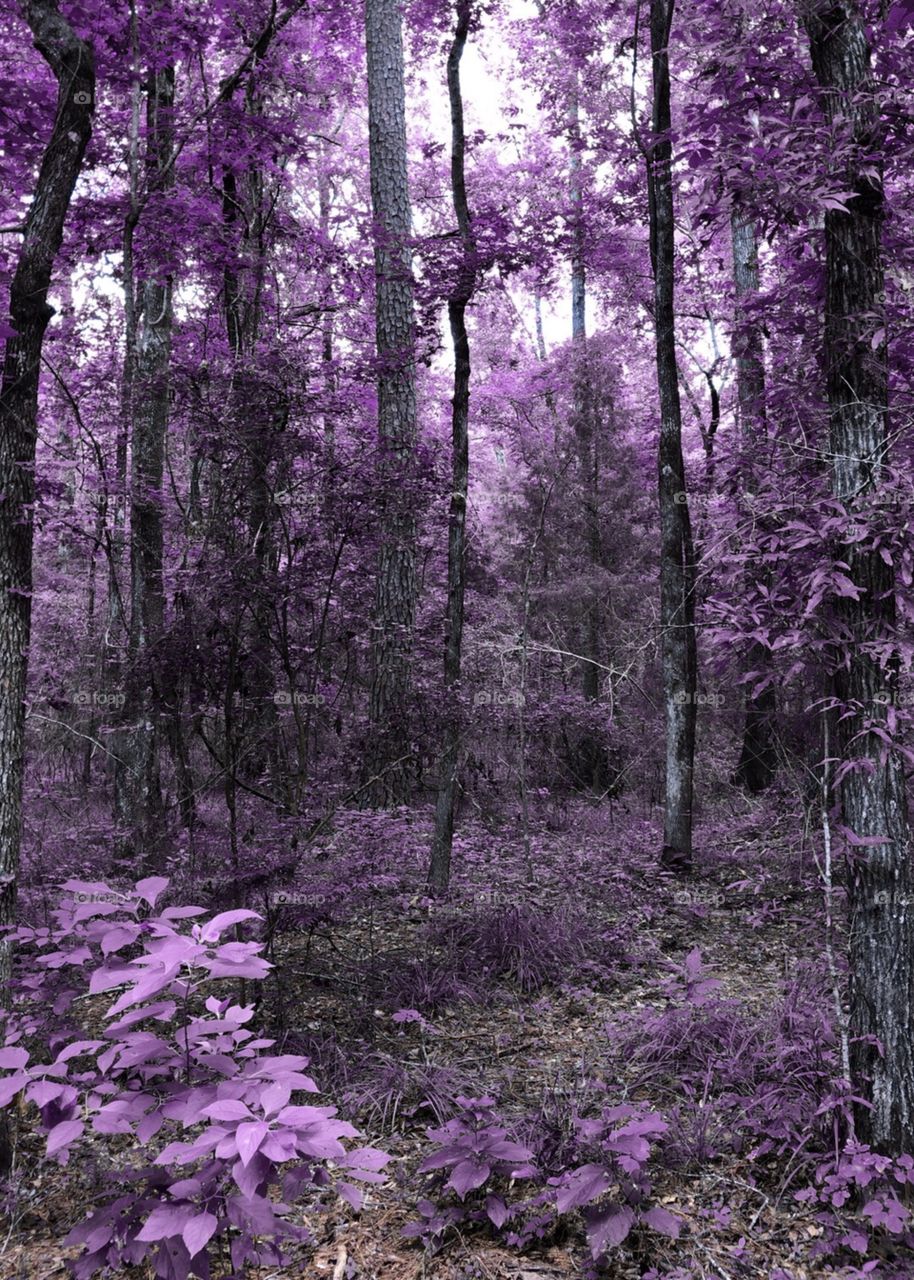 Psychedelic Purple Forest
