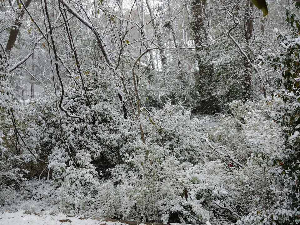 snowy forest