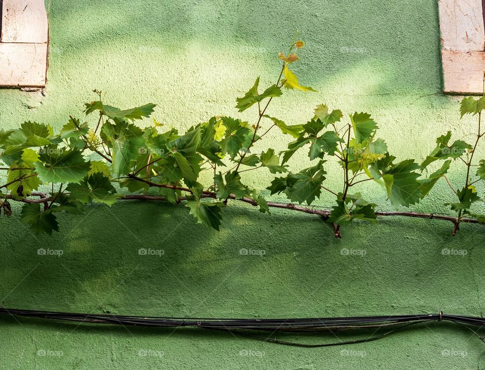 Grapevines growing in line with the power cables on a green concrete wall