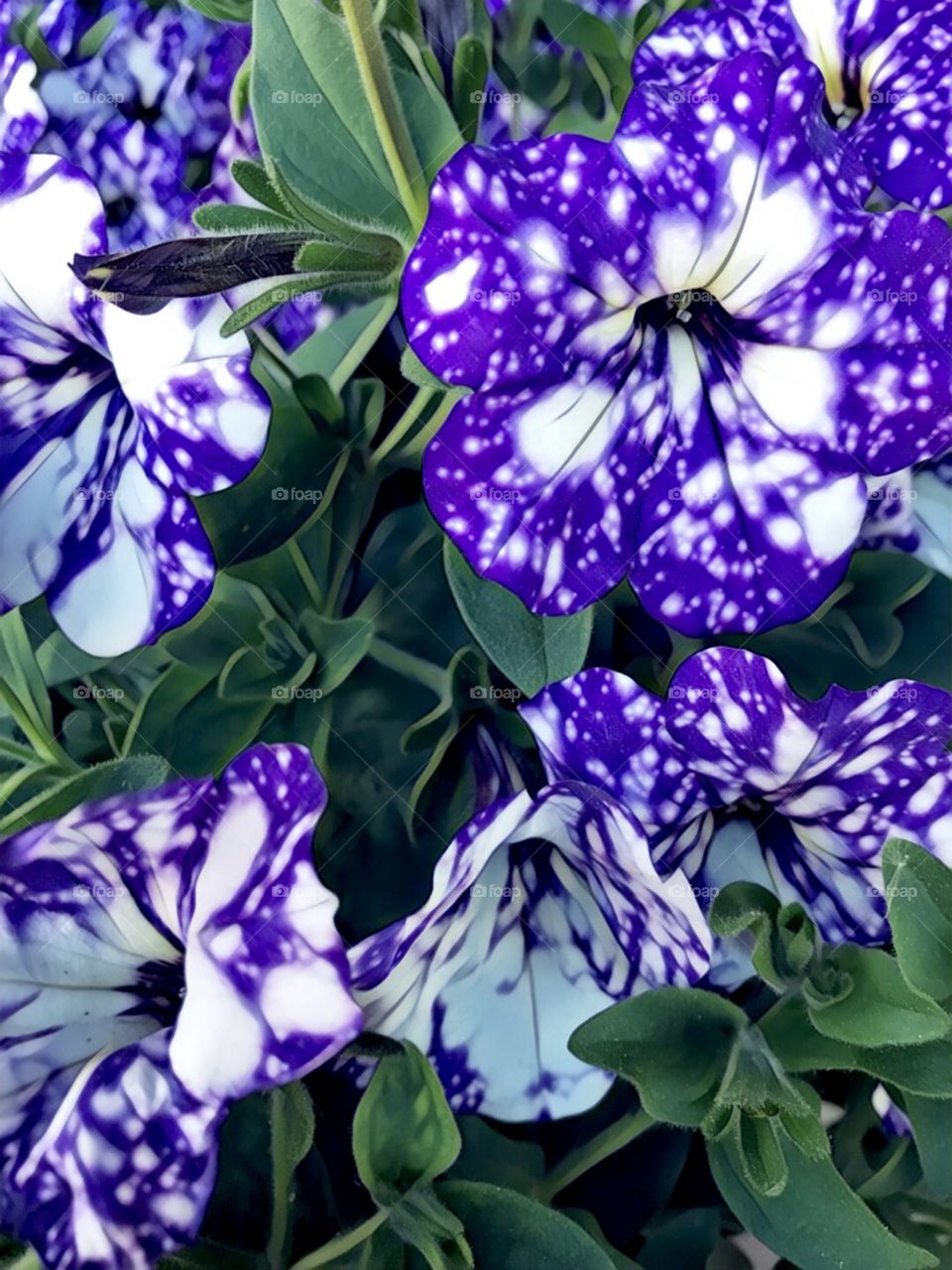 Close up garden purple petunias 