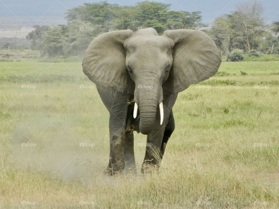 Kenyan safari 