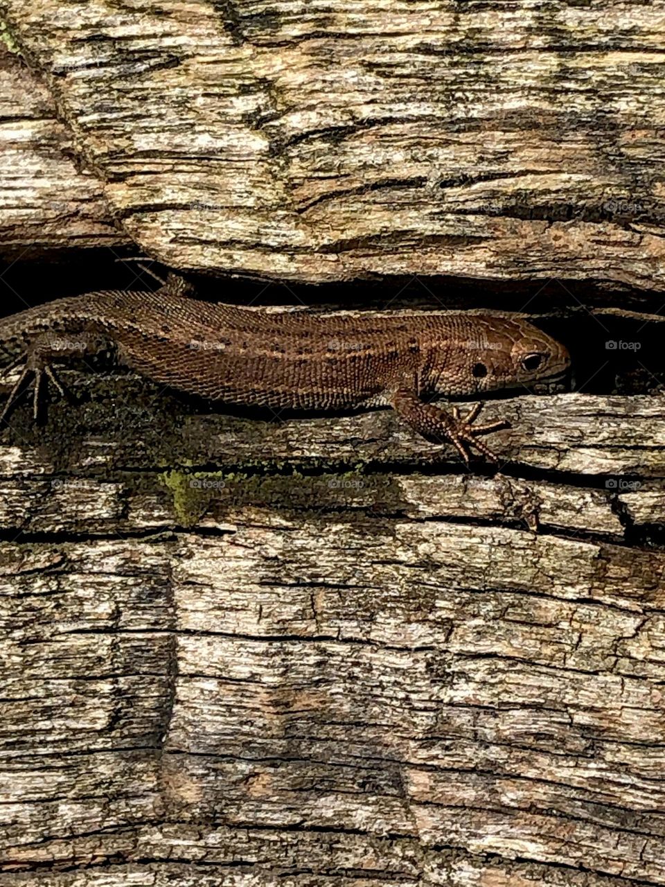 Lizard in a crack in wood