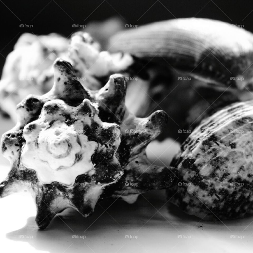 sea shells in black and white