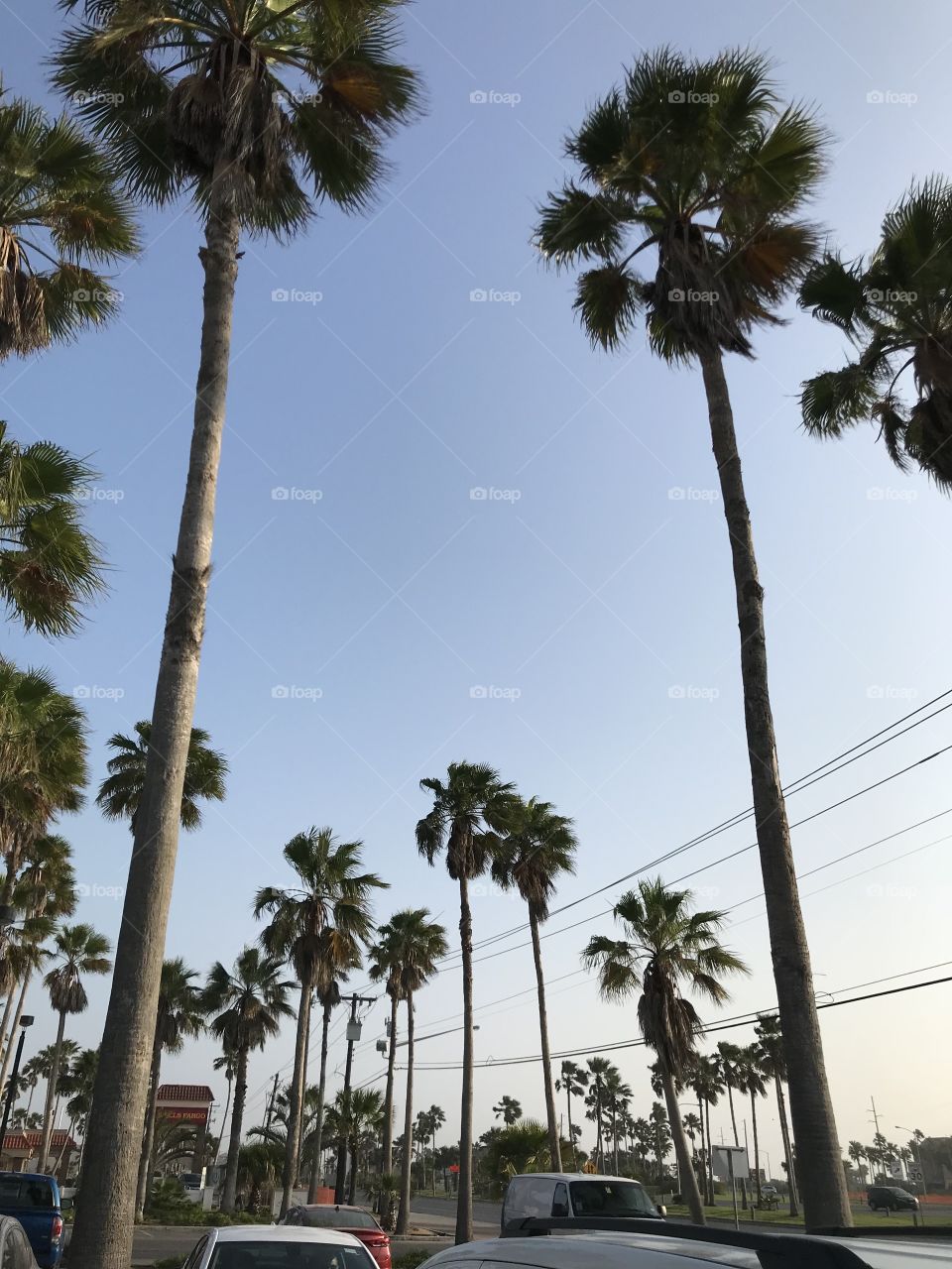 Palm Trees, sunny skies and good vibes! Full on vacation mode while cruising down the road in South Padre Island!