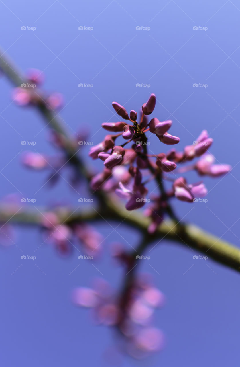 Closeup on pink buds on redbud tree with branch and additional buds blurred in background against bright blue sky