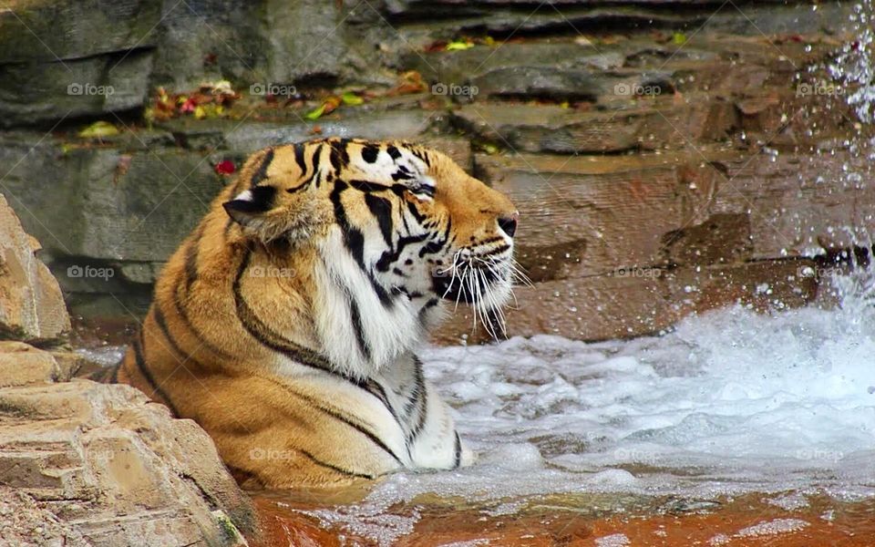 Tiger on a Hot Day