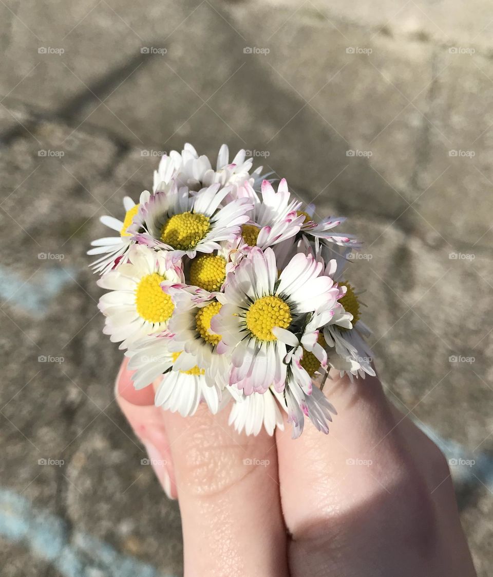 Daisies  