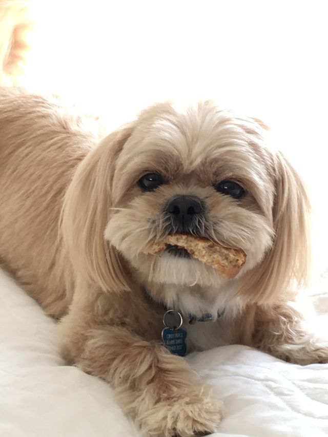 Barney with Toast