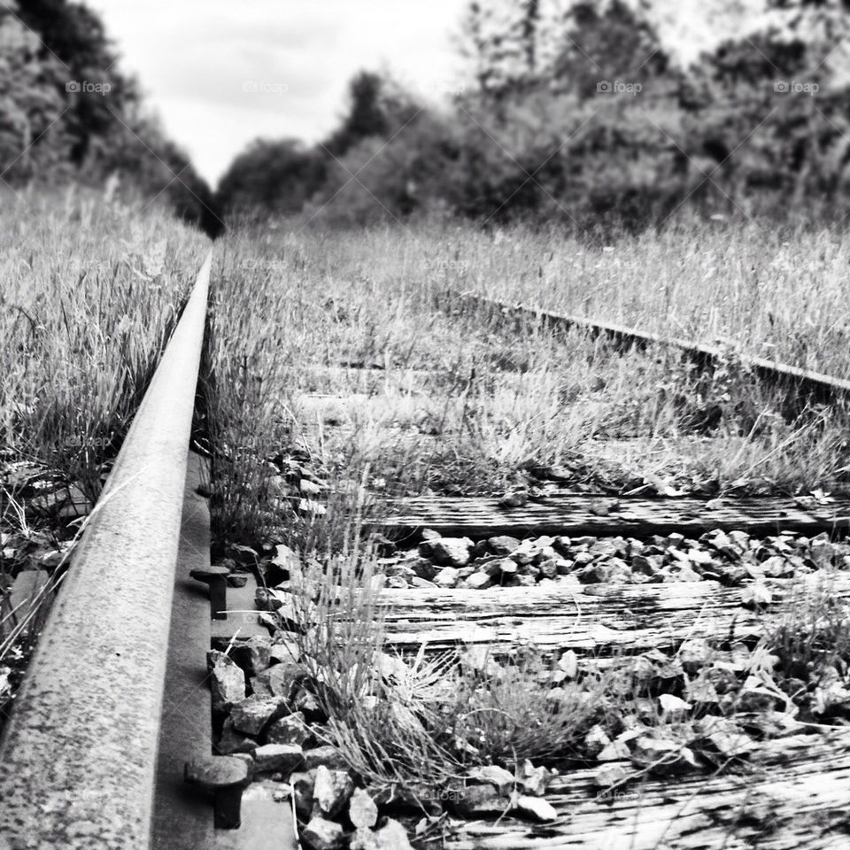 nature trees tracks trains by 1000lifelessons