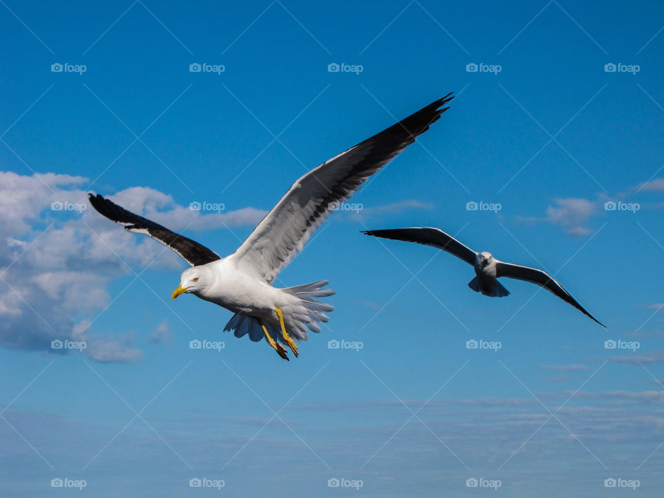 seagulls in flight
