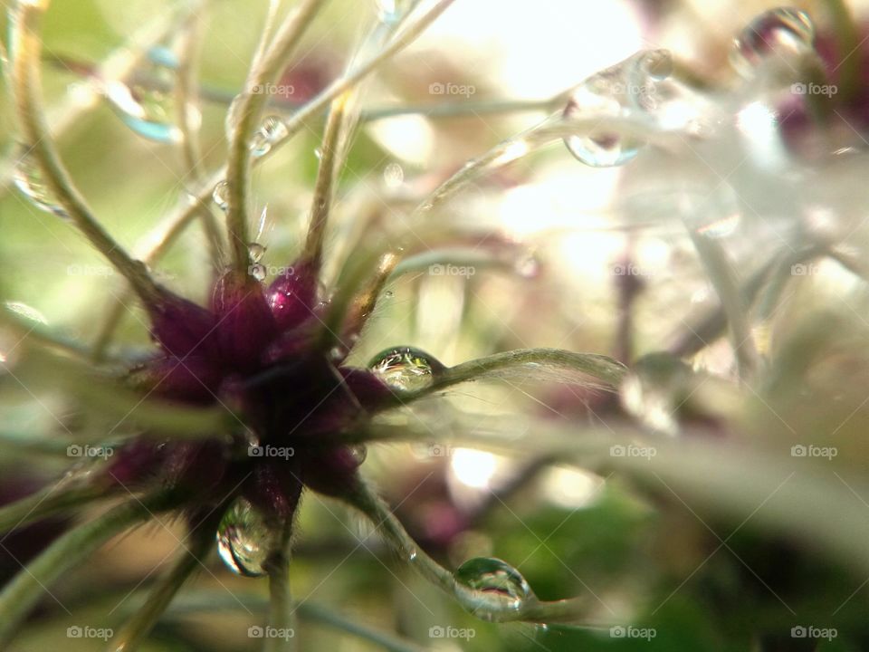 fall flower close-up