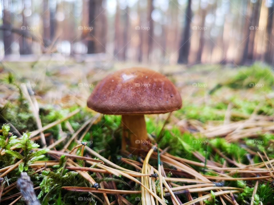 Mushroom in the autumn forest. Zielona Góra. Poland