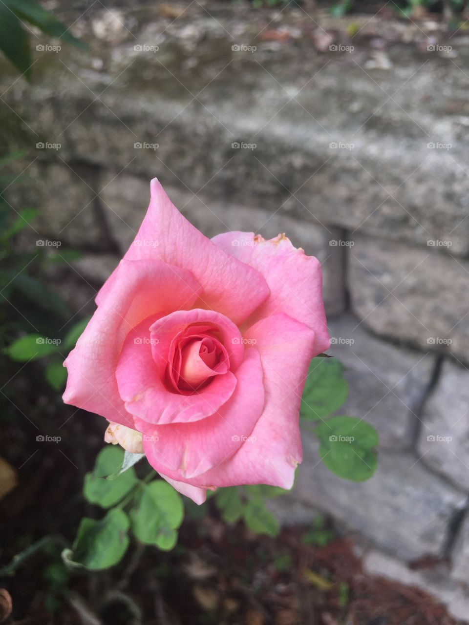 This foto was taken in my rose garden. Beautiful, fragrant pink rose.