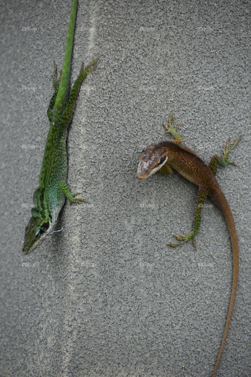 Lizards hanging out