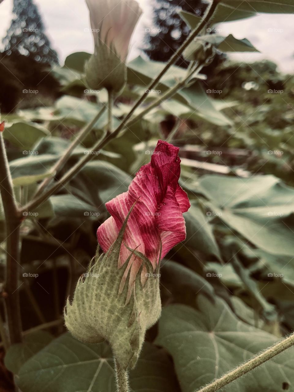 Barely blooming blush of deep red, amid a sea of greenery