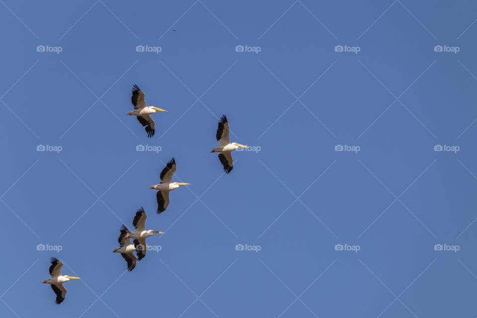 pelicans migrating over israels skies (canon m50 + 55-250mm stm)