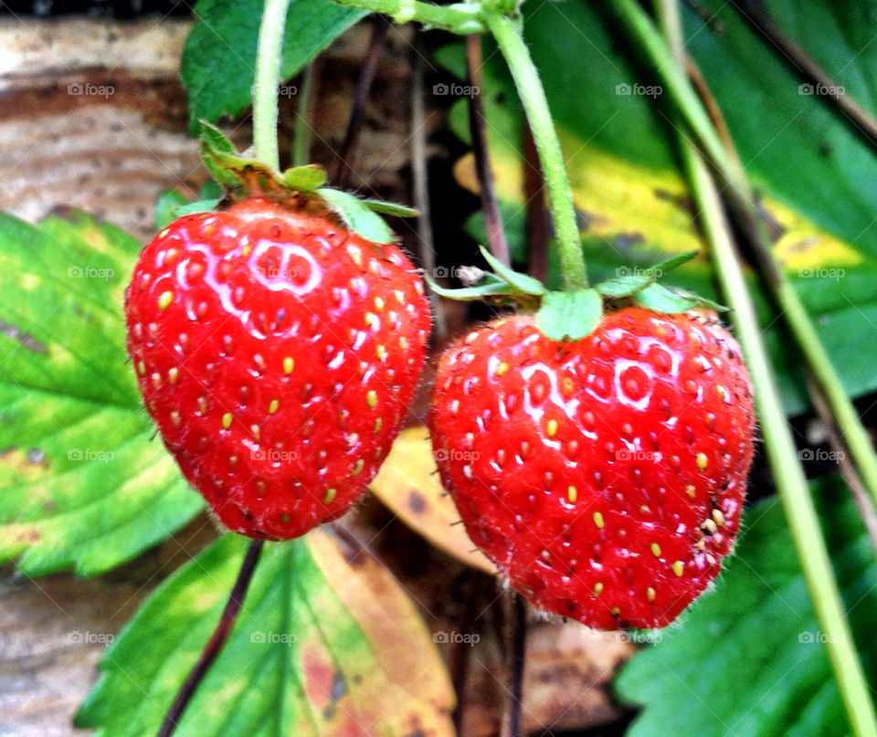 green red strawberry fruit by stykellee