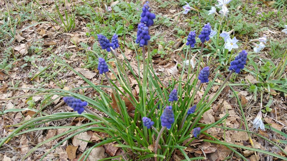Purple, Flower, wildflowers, Spring, Grape Hyacinth. Found on the side of the road