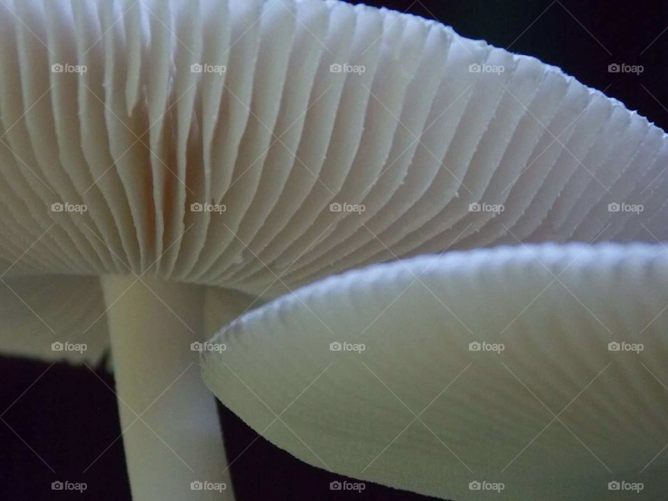 A mushroom closeup!!