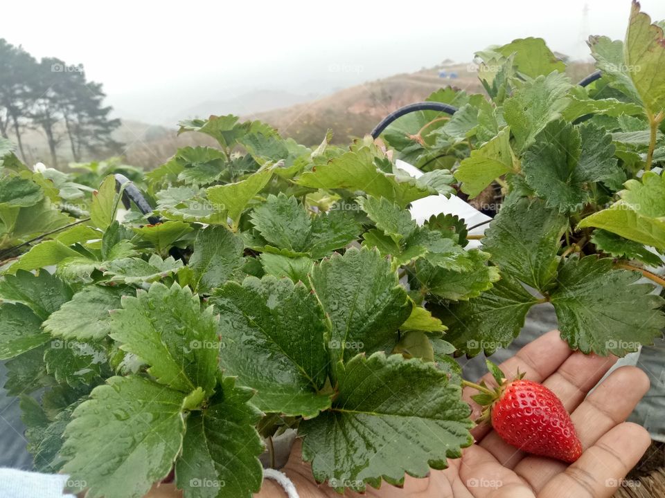 Red strawberry on human hand. Close-up view of hand holding fresh strawberry.