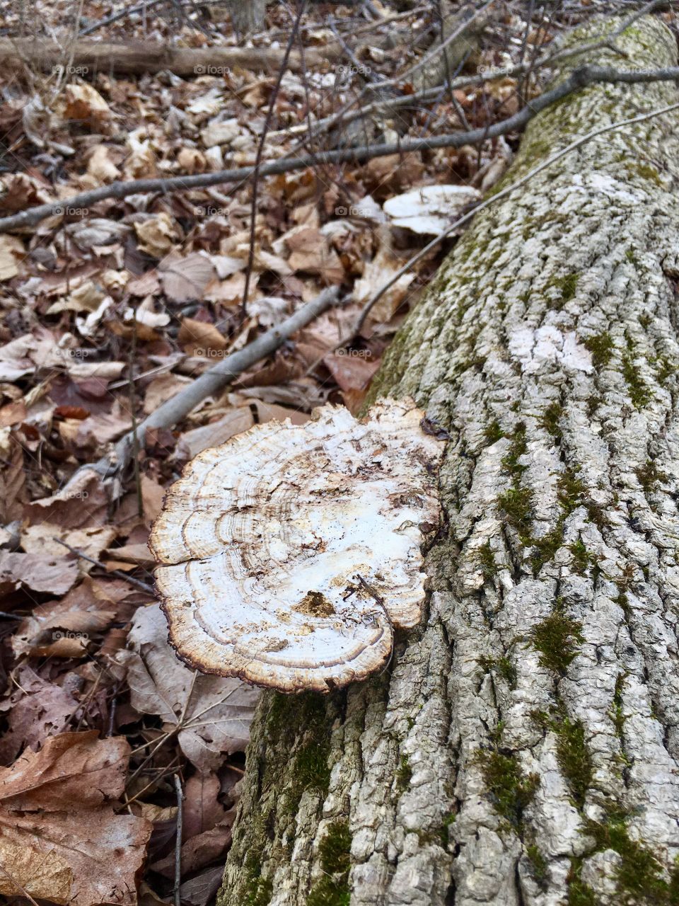 Wood, Tree, Nature, Bark, Fungus