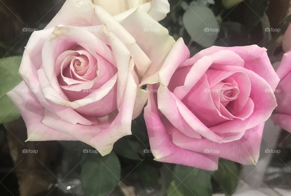 Pretty and pure pink roses.  
