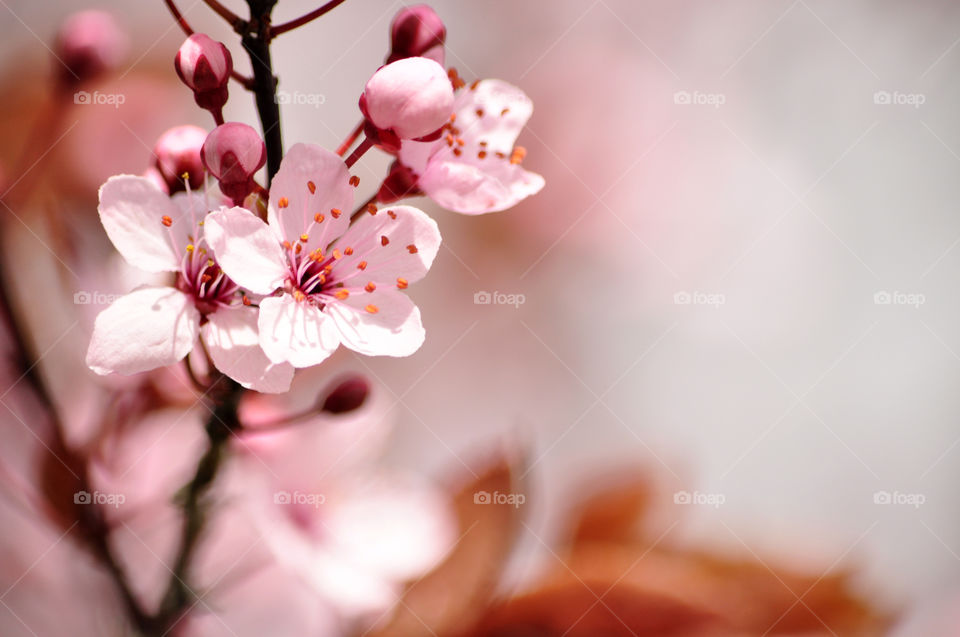 Pink flower blooming on tree branch