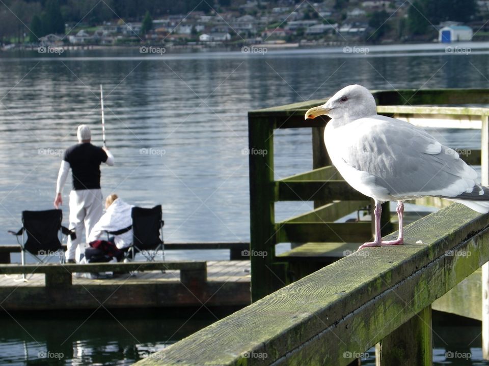 Belcarra Bay, BC. Fisherman with seagull looking on eying the catch